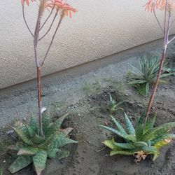 Blooming Succulent Agavi Plants