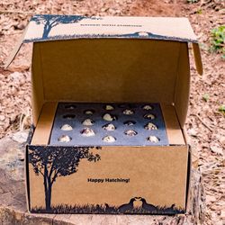 Fertile Quail Eggs For Hatching
