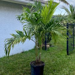 Christmas palm, adonidia merrillii (15g triple)