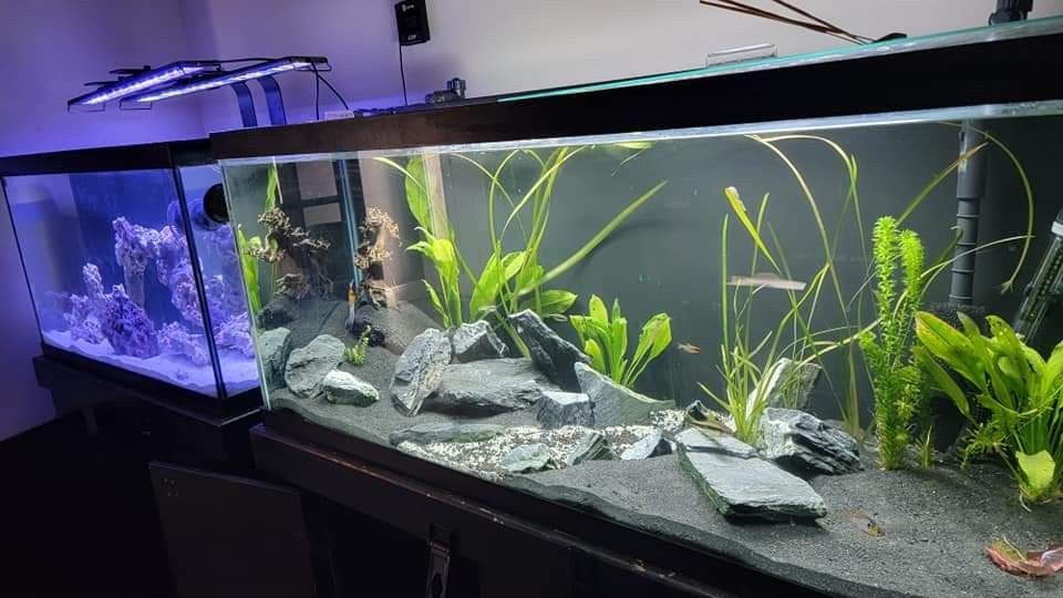 Fish Tank Aquariums 
