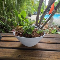 Modern Plant Arrangements 