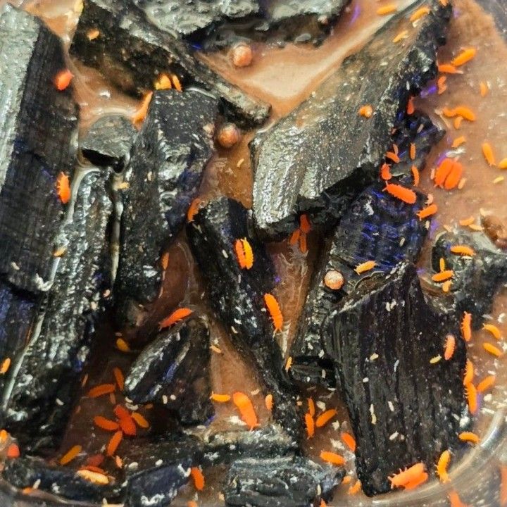 Orange Springtails 20+