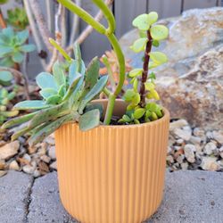 Small Succulent Plant In Ceramic Pot