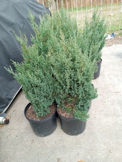 Blue Point Junipers 
