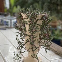 Necklace Ruby Succulent 