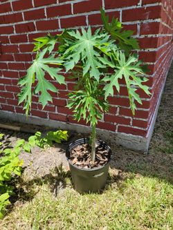 Papaya  tree