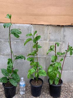 Passion Fruit seedlings (purple)