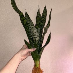 Snake plant