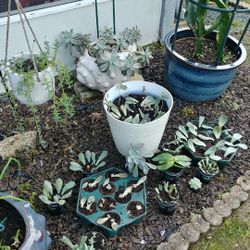 Succulents