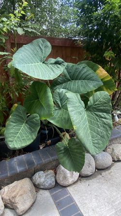 Elephant Ear Plant - Do Best In Bright Shaded Area/Indoor