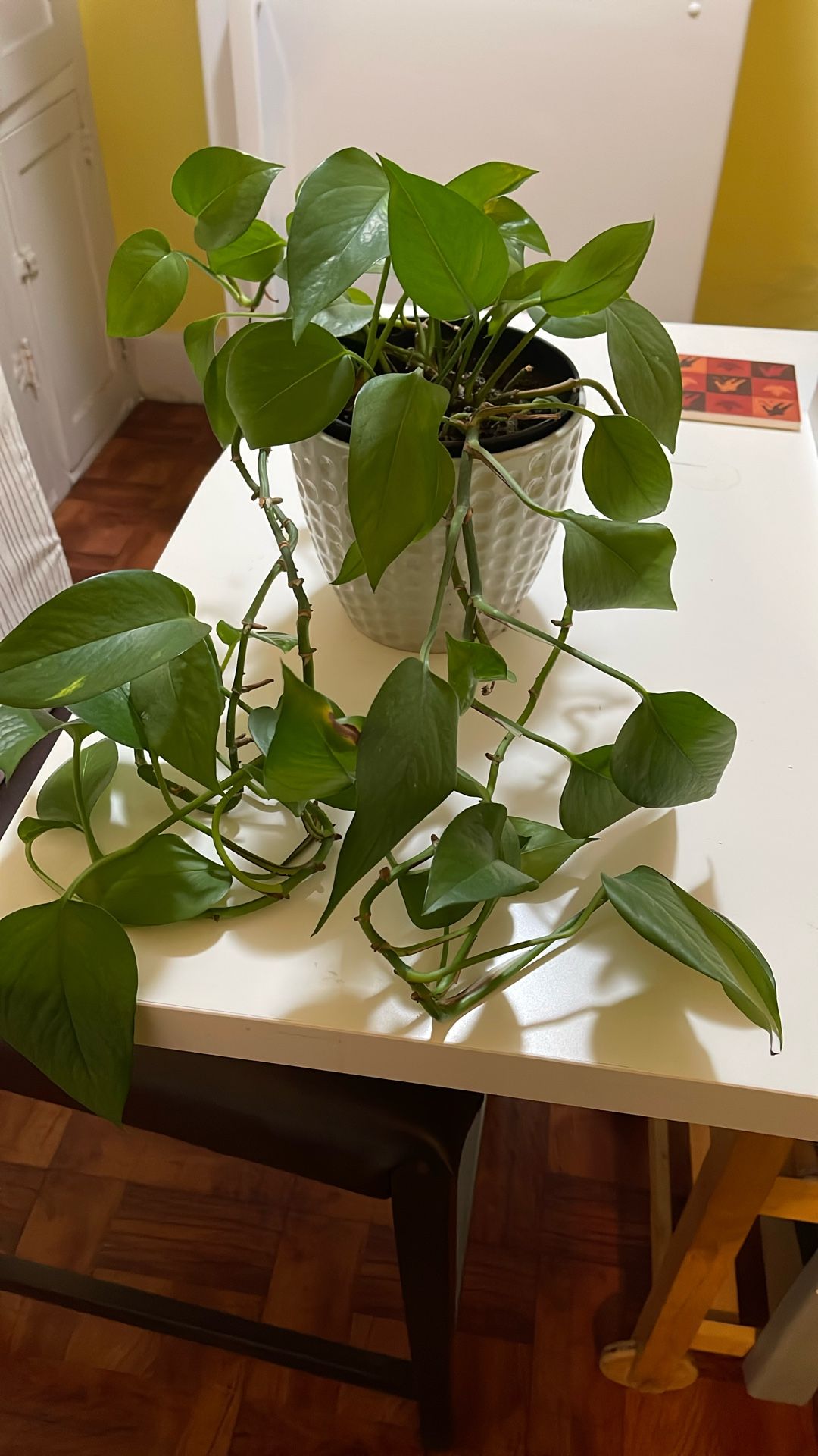 Tropical Pothos Vine Indoor Potted Plant