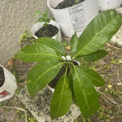 Mango Plant 
