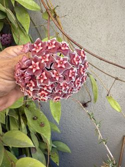 Hoya Ese El Color De La Flor De Esa Planta