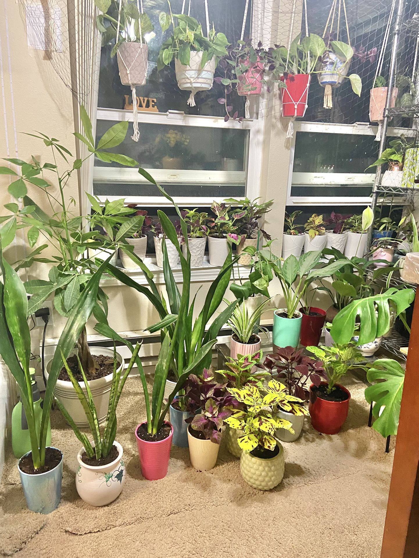 Indoor Plants Sale 15% OFF
