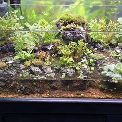Planted Terrarium Tank 