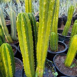 San Pedro Cactus