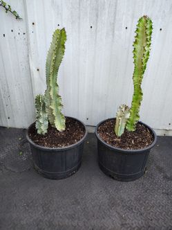 Castus