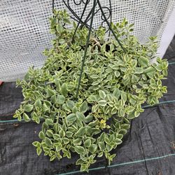 Baby Sun Rose Succulent 