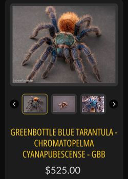 Lizards tarantulas supplies