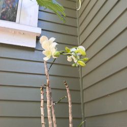 Orchid  White Blooming 
