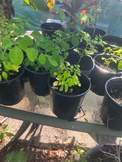 Moringa Seedlings
