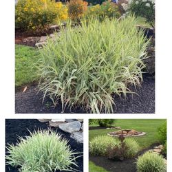 Variegated  Ornamental Grass