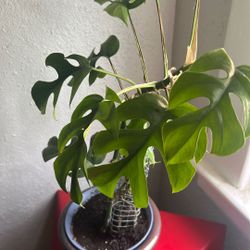 Mini Monstera 