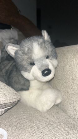 Sasha Douglas dog husky
