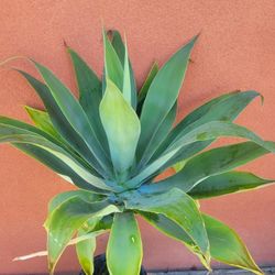 Agave 