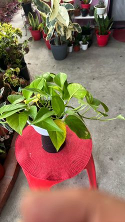 Golden Pothos Indoor Plant