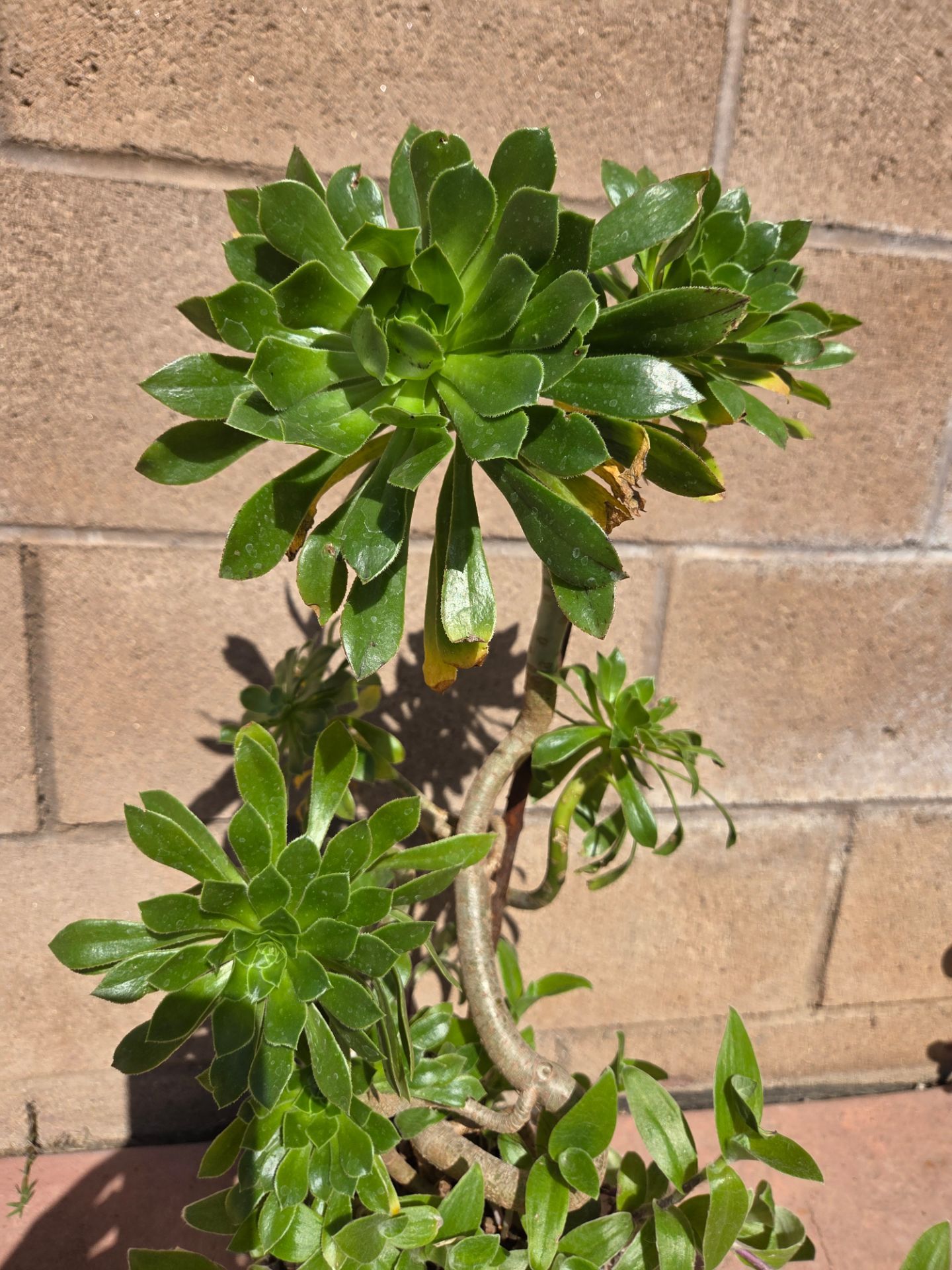 Suculent Plant