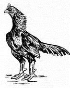 Gallo asil Pakistán