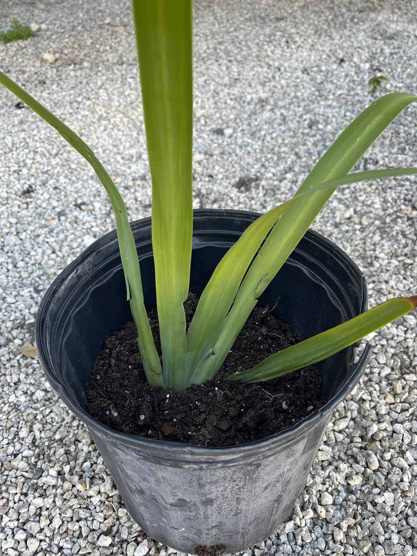 African Iris Plant