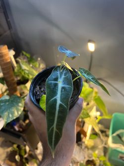 Alocasia Bambino Starter Plant