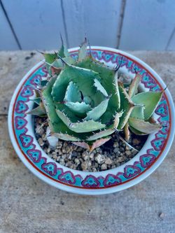 Bonsai Agave “Baja”