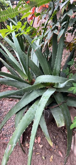 Aloe Vera