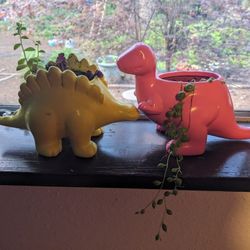 Indoor Succulents