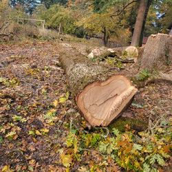 White Oak For Milling/Sale