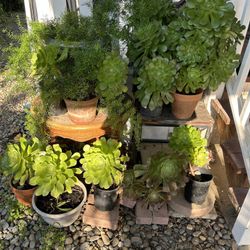 Succulents/House Plants
