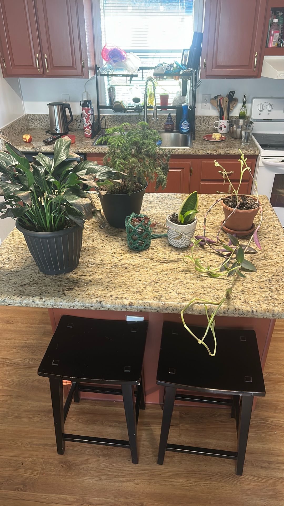 Plants