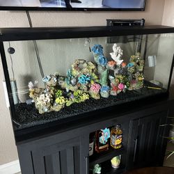 55 Gallon Tank 