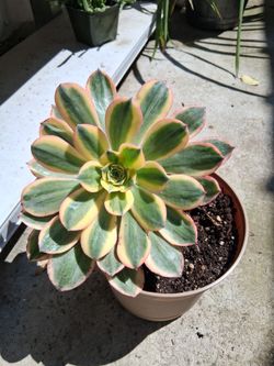 Sunburst Aeonium Succulent