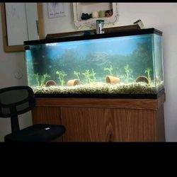 55 Gallon Aquarium W Lights, Stand, And Canister Filter 