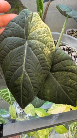 Maharani aurea CORMS