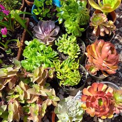 Soculen Plants  Different Pride  1 Galón Pot 