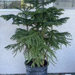 Norfolk Island Pine Tree