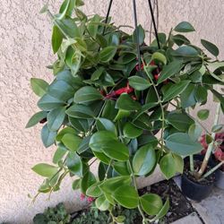 Lipstick Plant $38