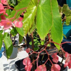 PLANTA