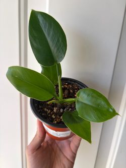 Imperial Philodendron