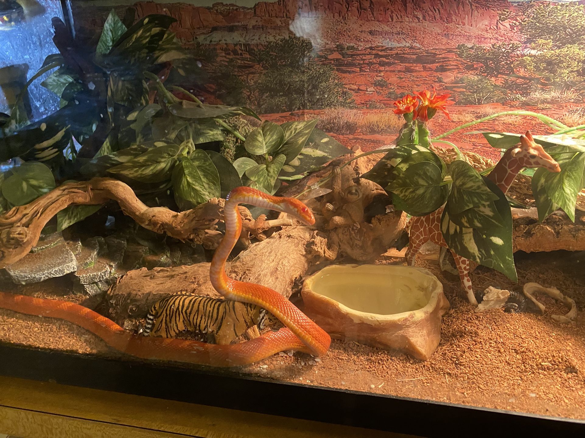 Hondorian, Milk, Snake And Fire Corn Snake $125 Each